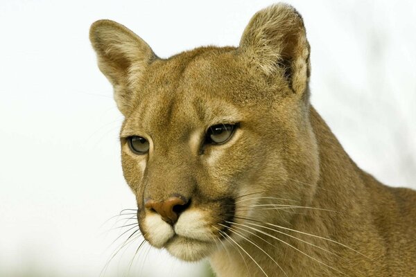 The beautiful cougar looks into the distance