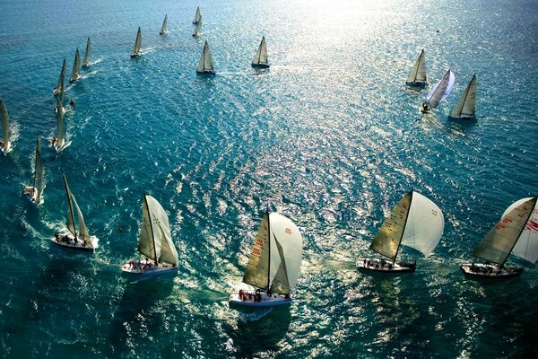 Paysage marin. Yachts. Papillons