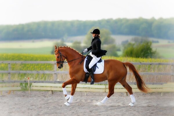 Reiter auf einem Pferd Reitsport