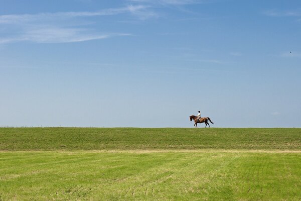 Всадник на конец на лошади в поле