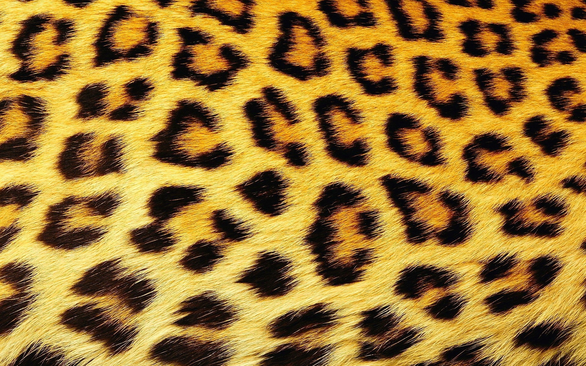 manchas textura lana leopardo