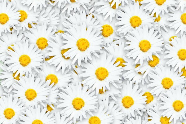 Fond de marguerites blanches en grand nombre