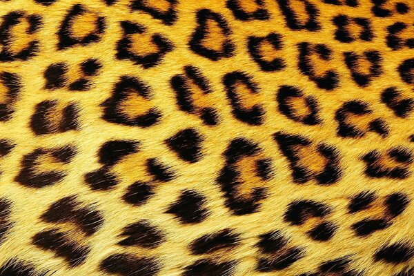 Sfondo con pelliccia di leopardo, coperto di macchie