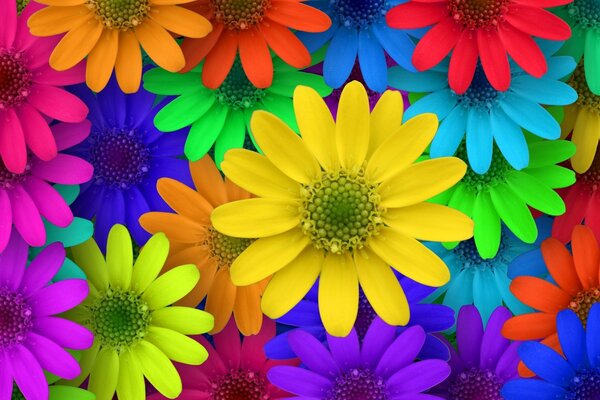 Multicolored flowers, gerberas in the garden