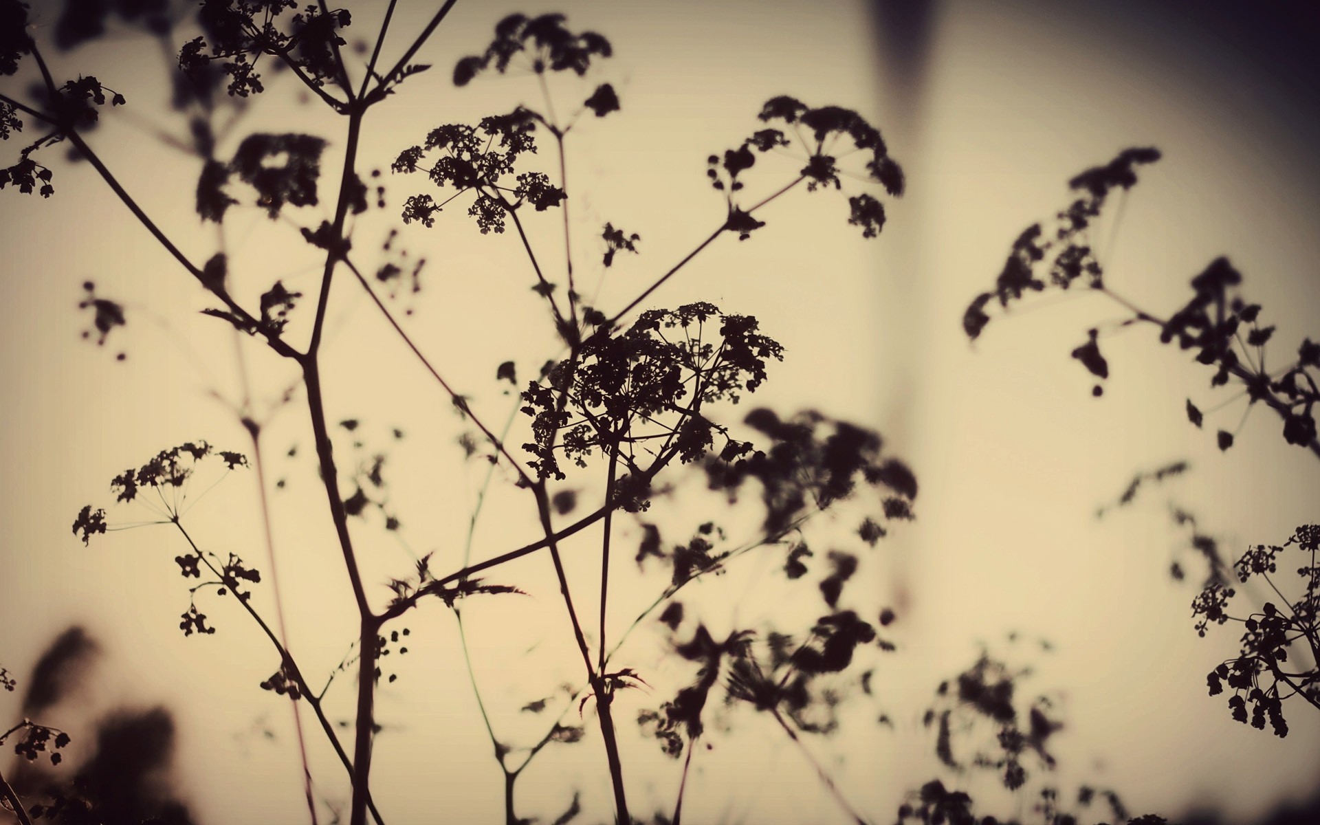 nuit silhouette plantes coucher de soleil nature