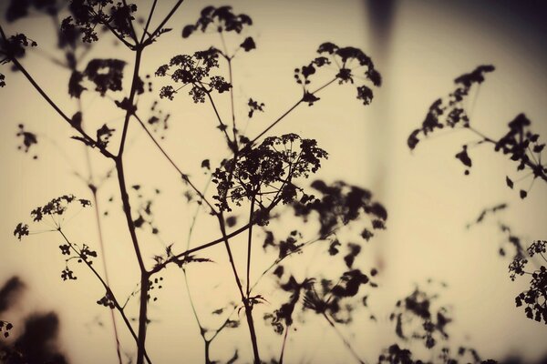 Silhouettes of dried flowers: shadow theater