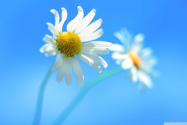 Zarte Gänseblümchen auf blauem Hintergrund