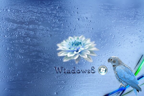 Blauer Hintergrund von Windows 8 mit blauem Papagei