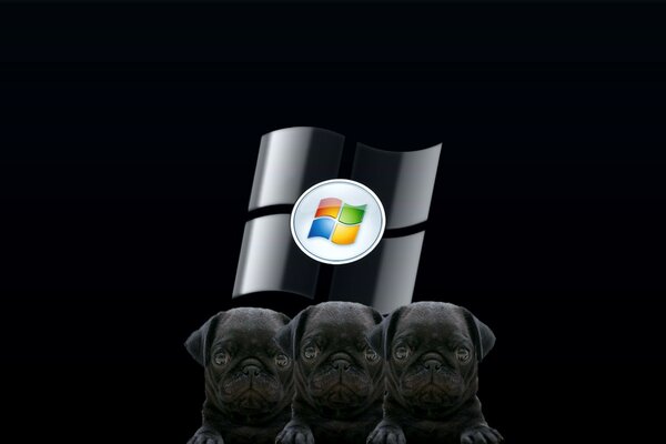 Trois chiots et logo Windows sur fond noir