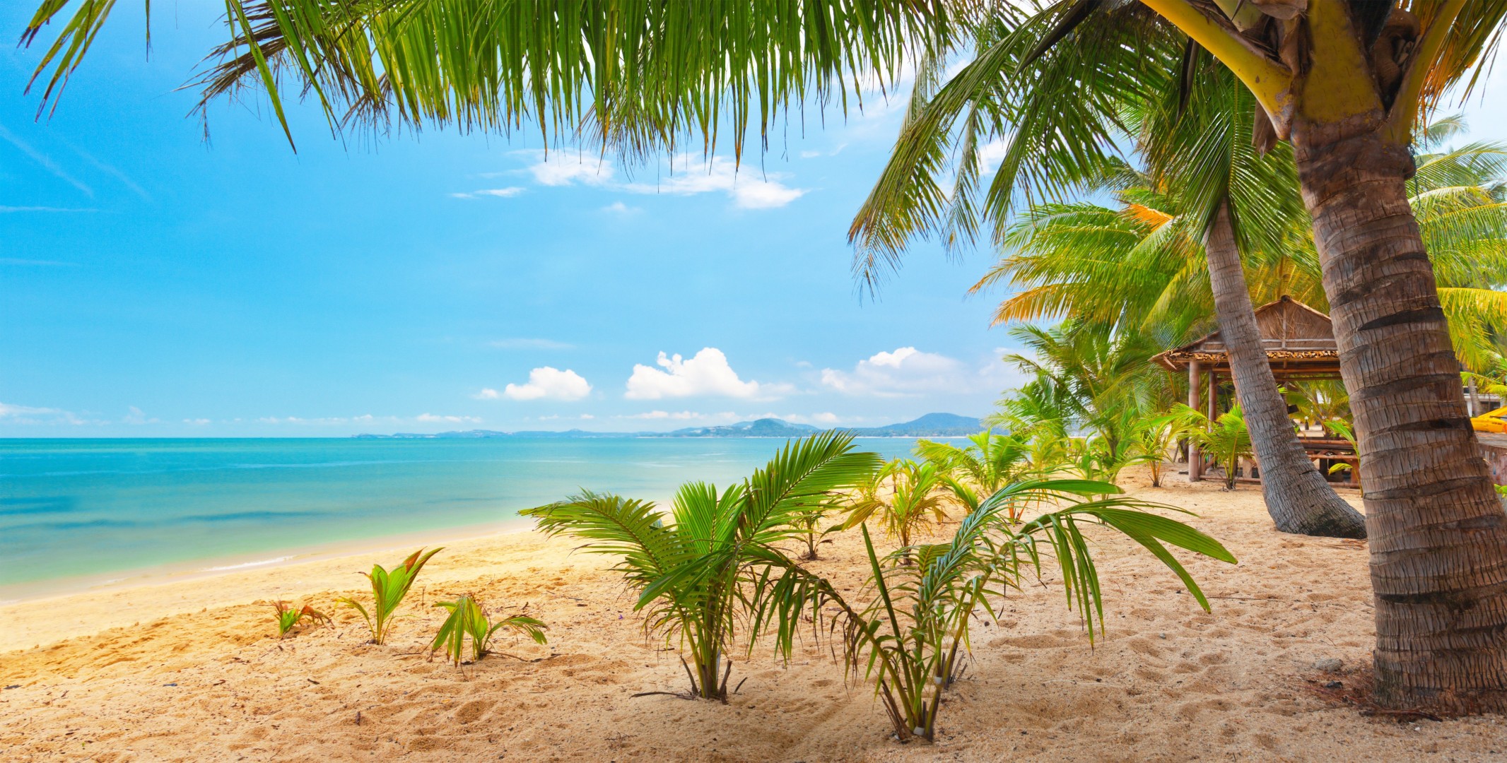 and sky palm rain nature landscape sea beautiful