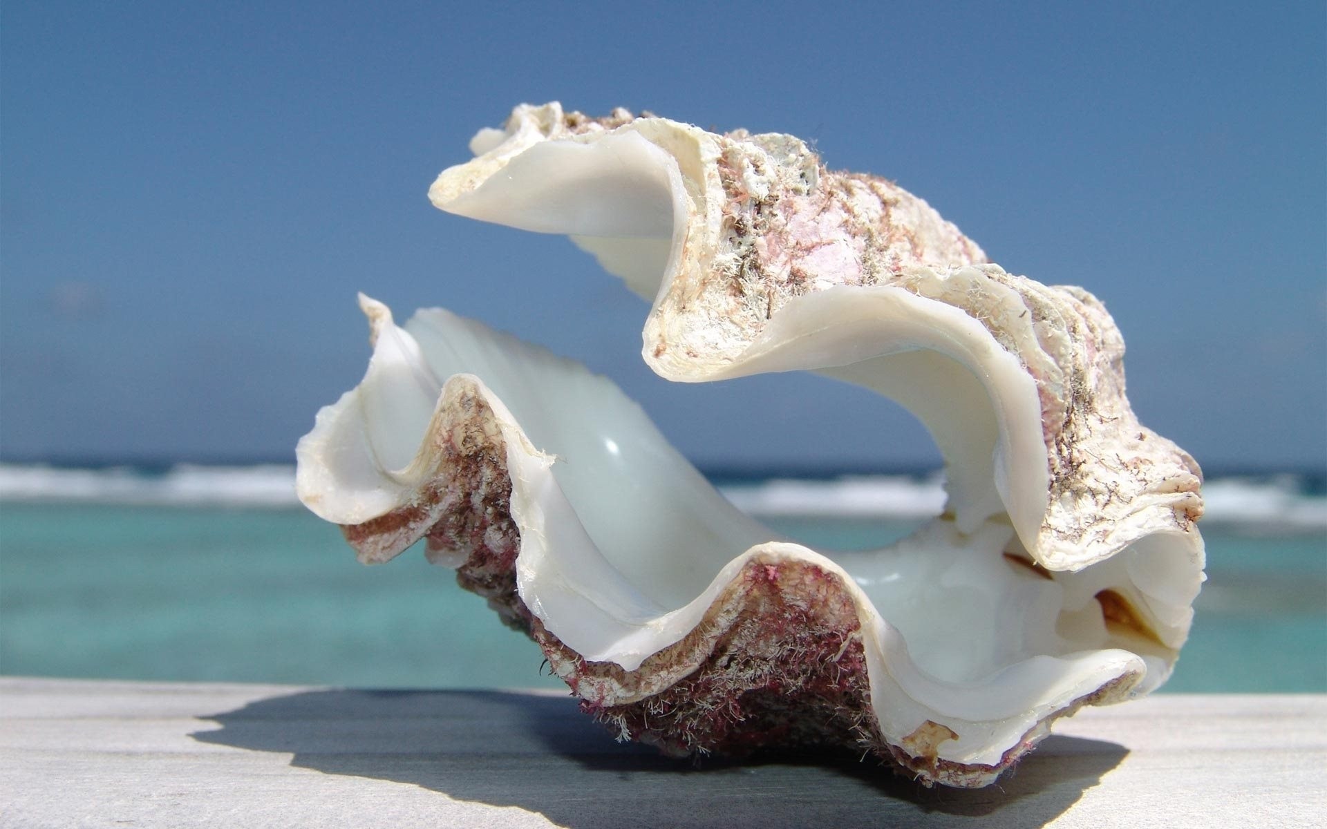 clamshell coastline