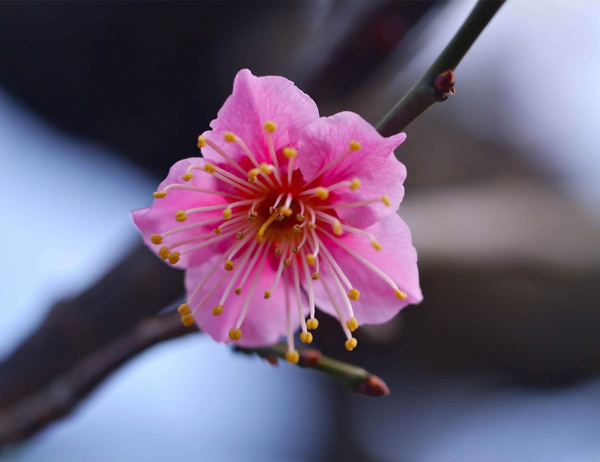pink macro flower branch