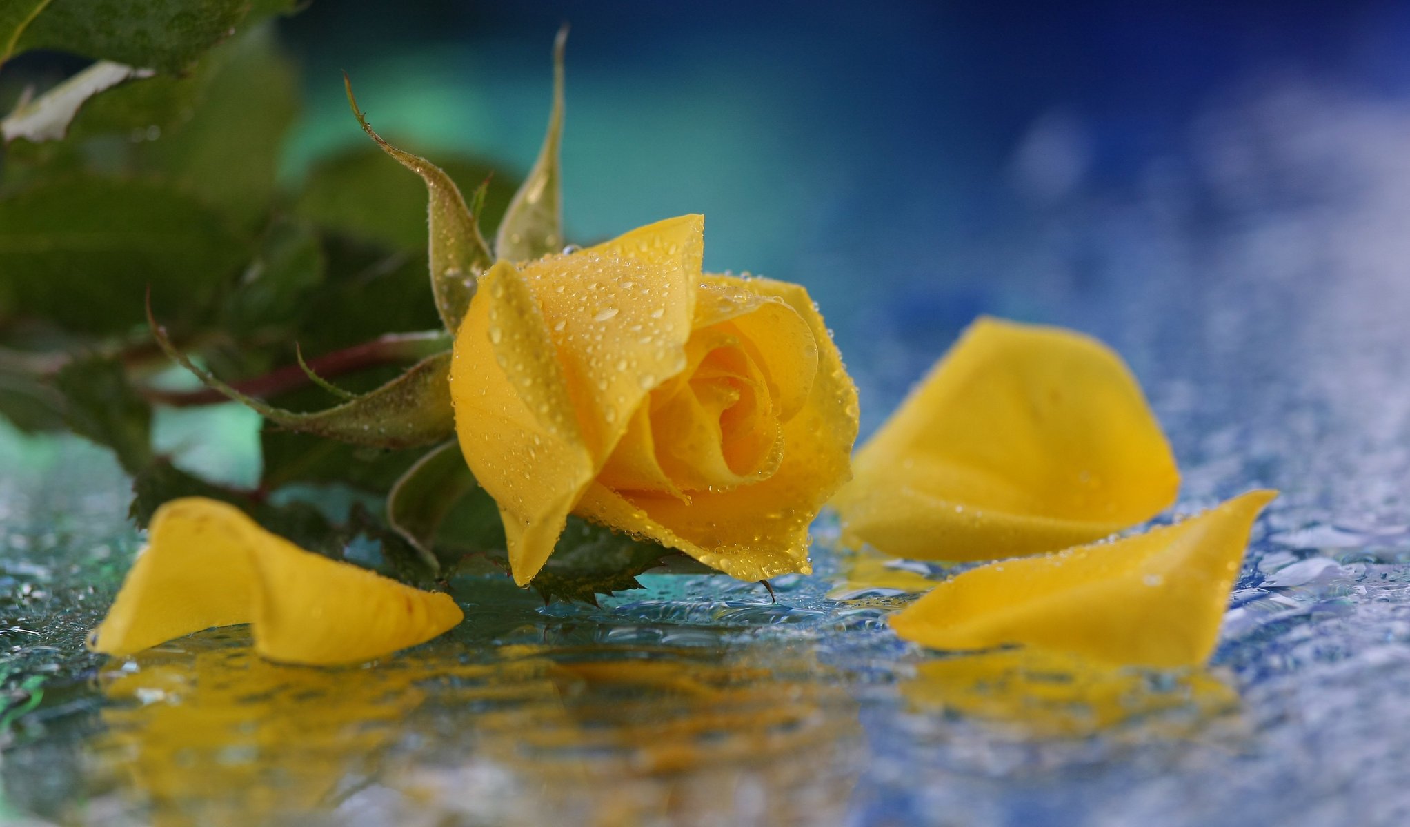 rose gouttes fleur jaune eau
