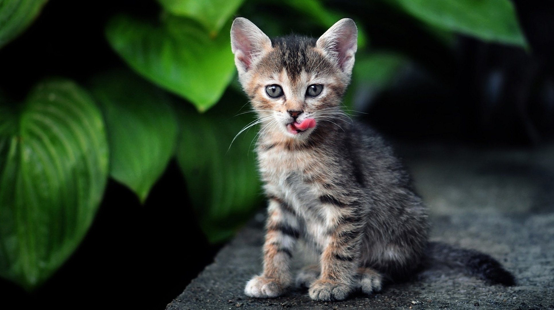 chaton langue chat chat feuilles verdure rayé