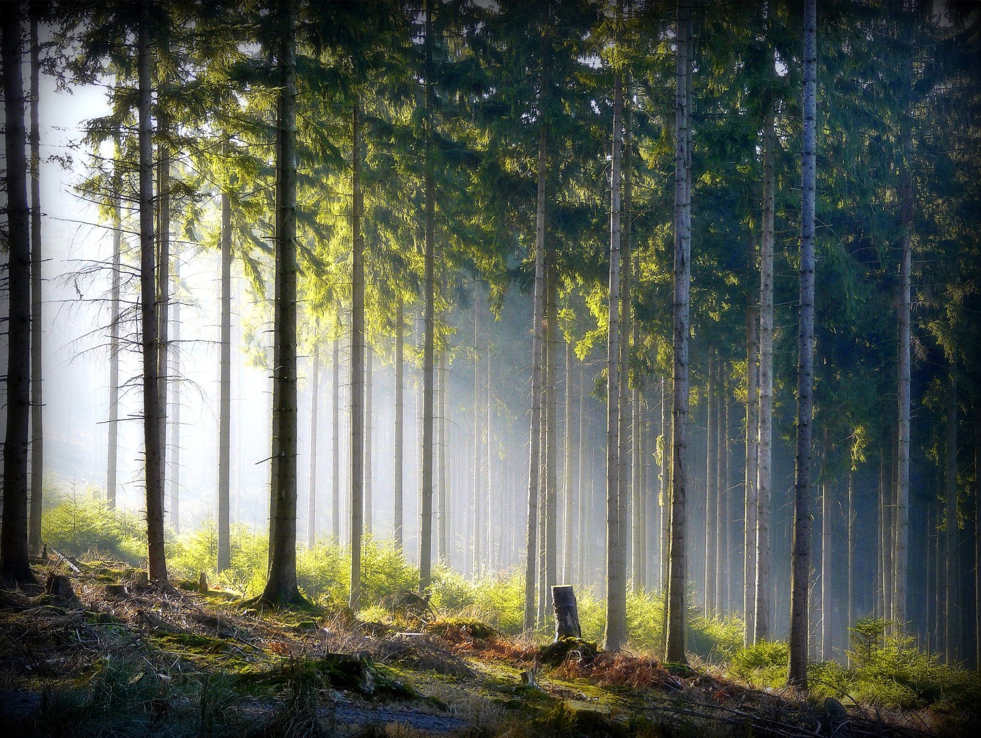forêt nature rayons brume