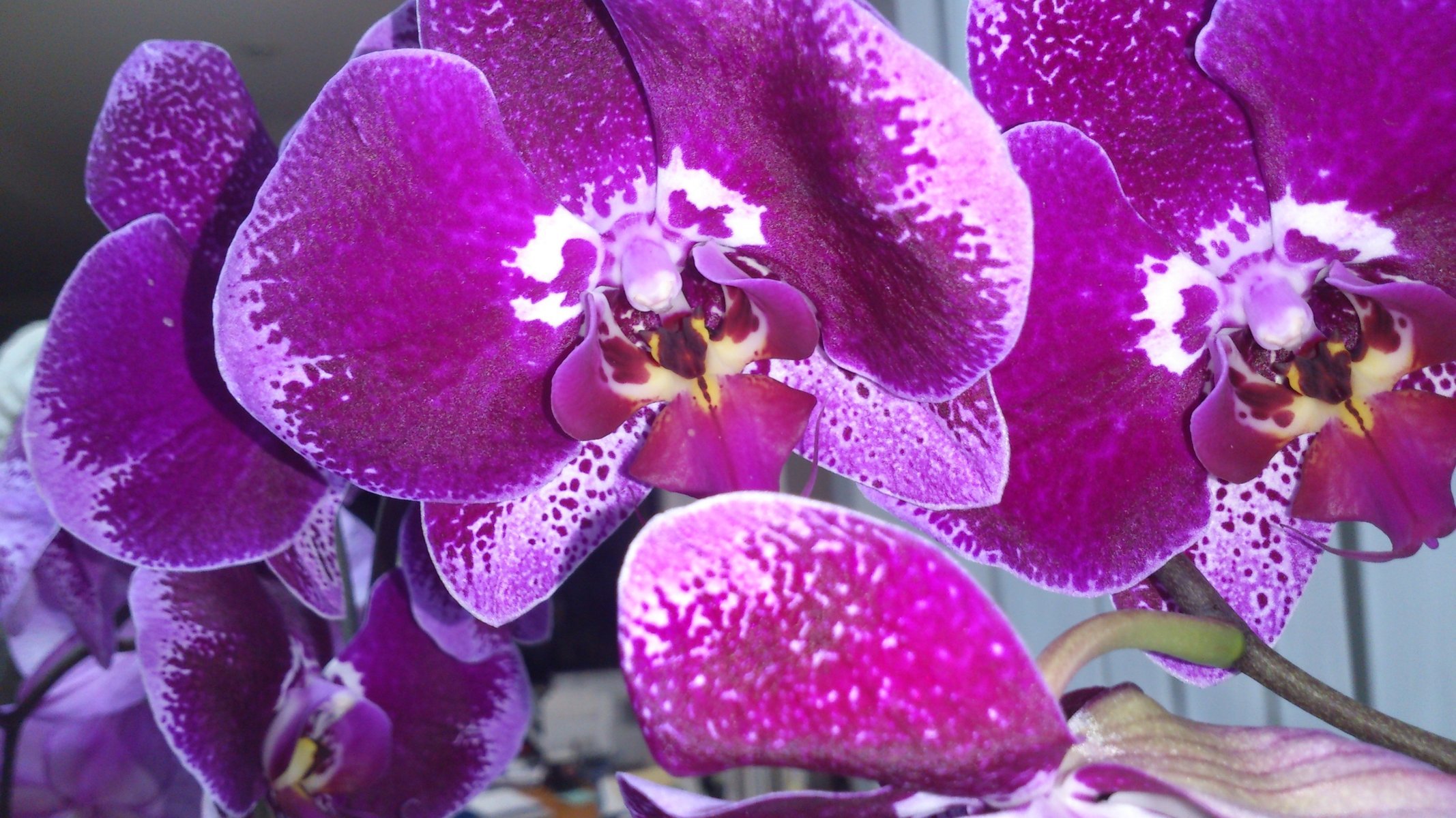 orquídea phalaenopsis