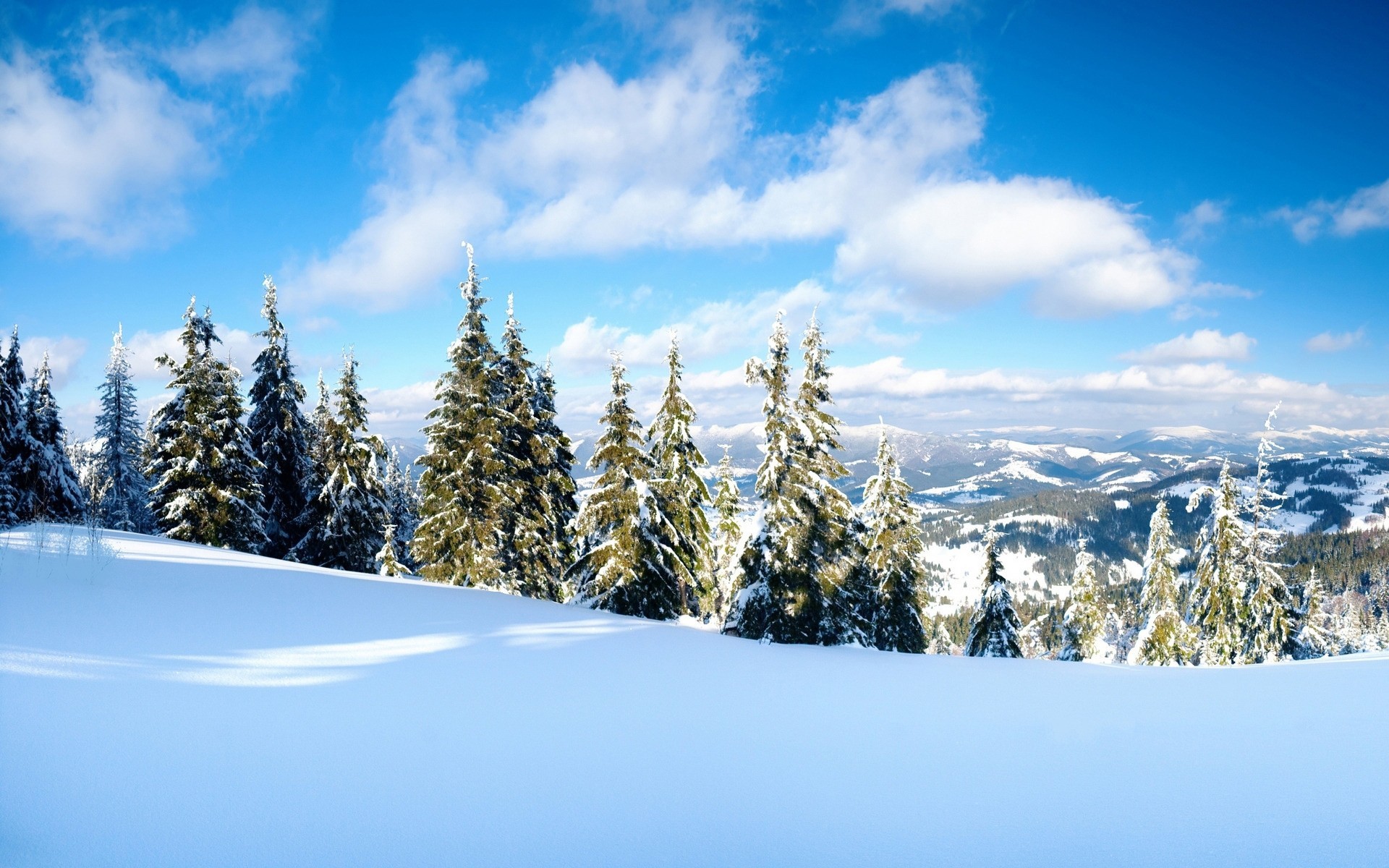 jungtier natur bäume schnee berge winter