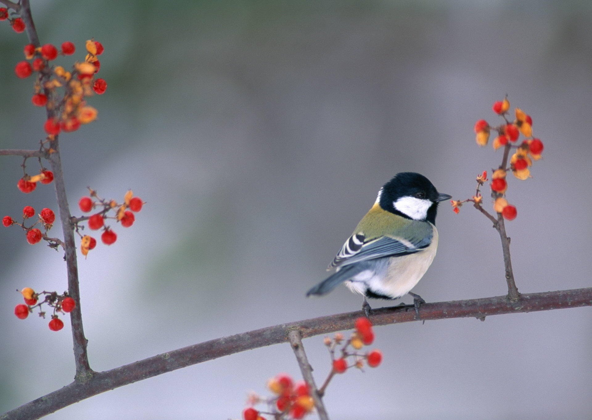 oiseau oiseau mésange baies branche