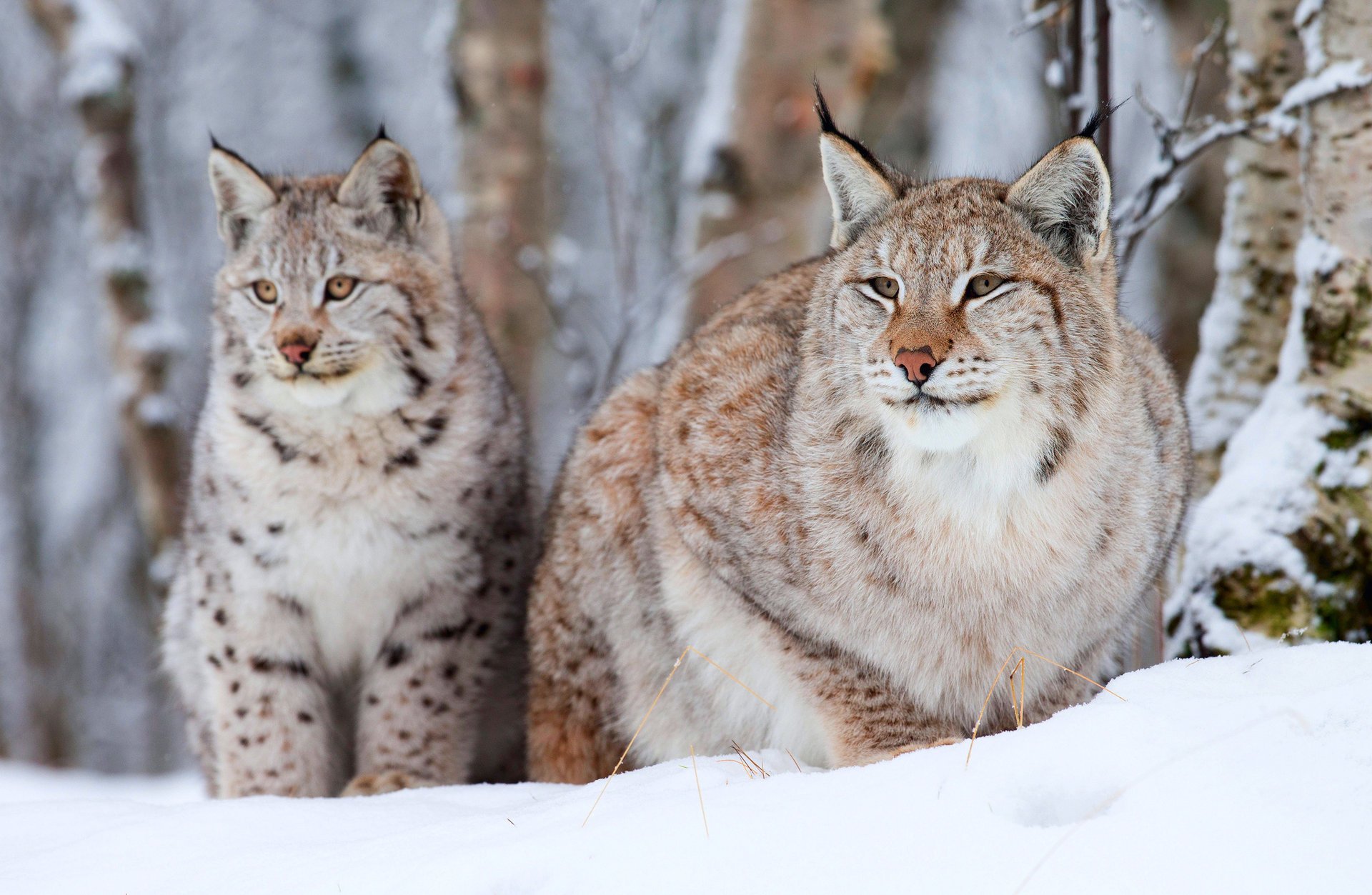 lince piccola vecchia due inverno