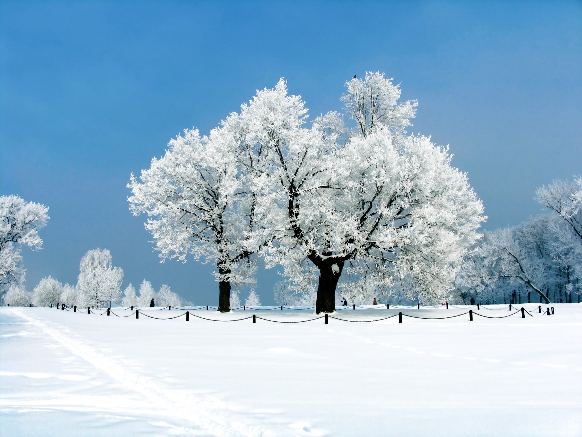 landscape tree snow winter park