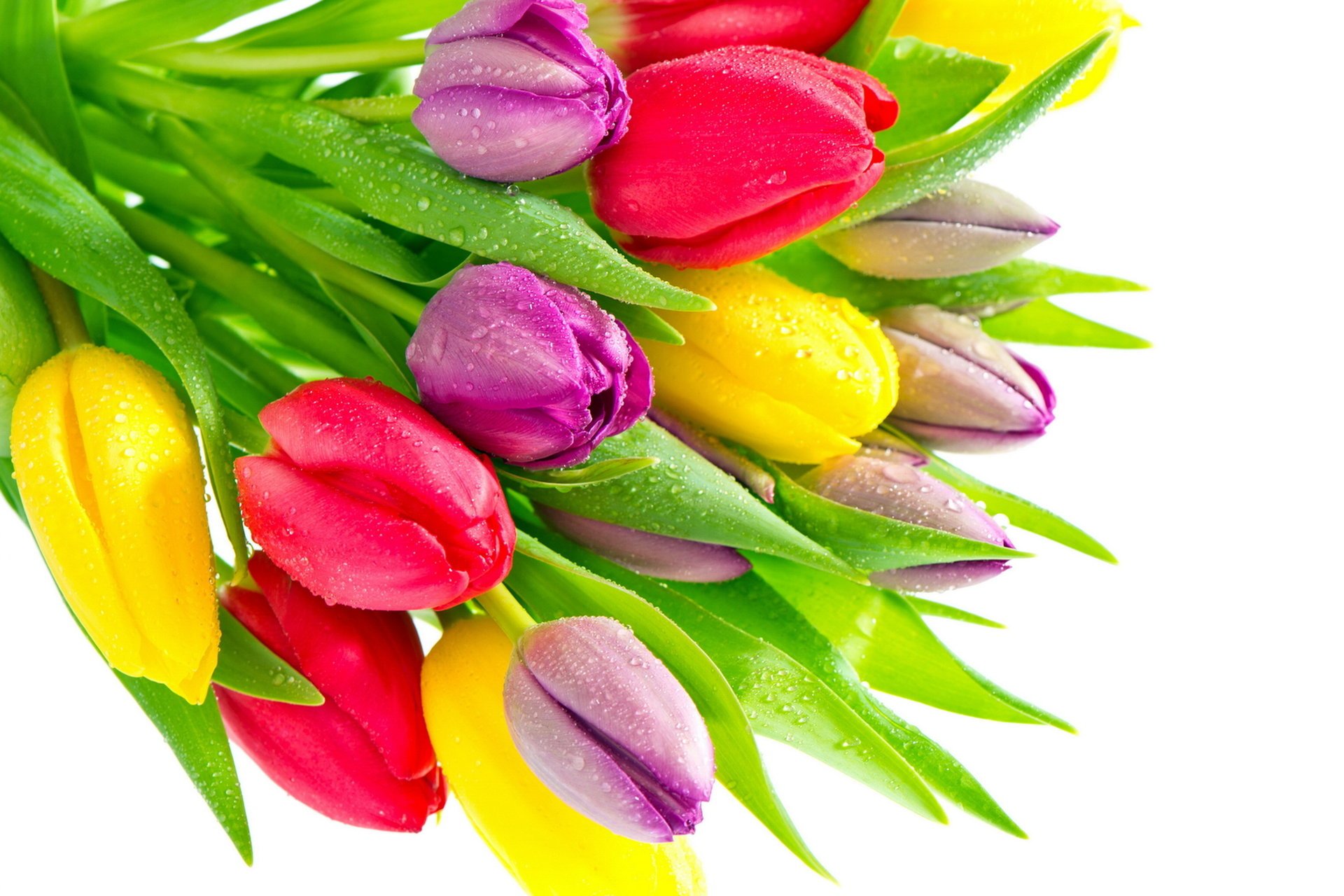 tulips red drops purple yellow
