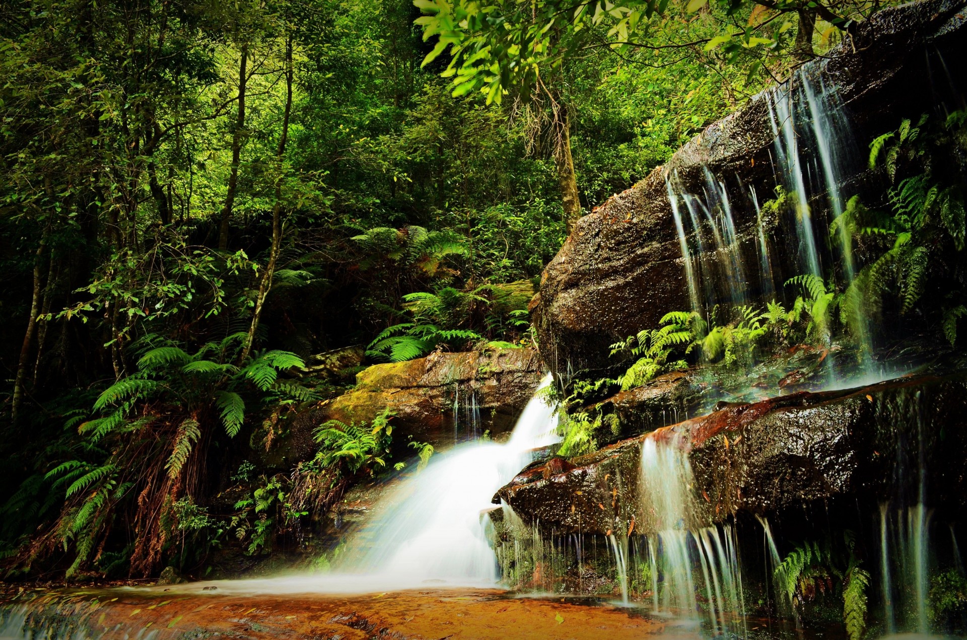 tree forest waterfall rock nature