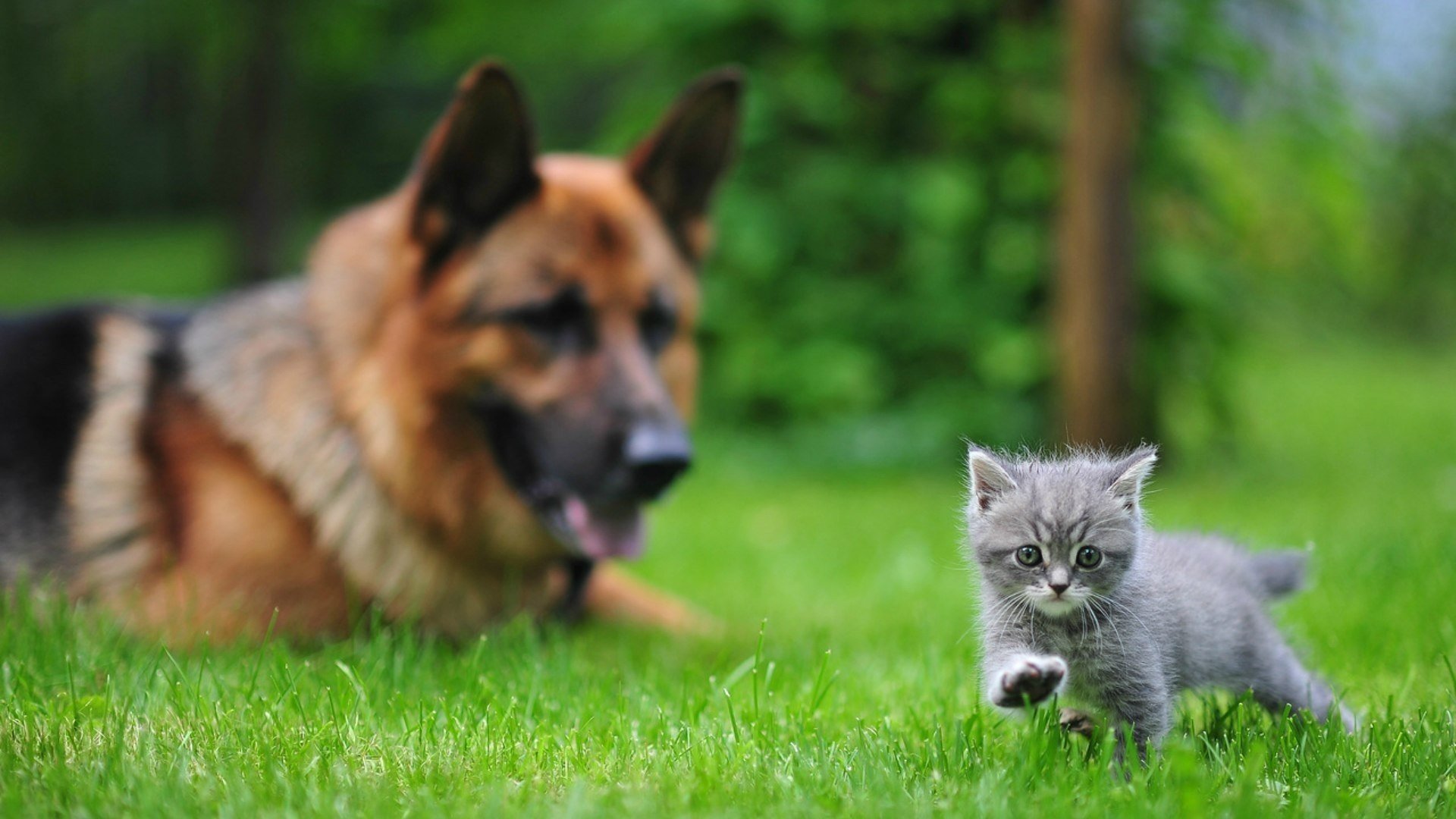 avcharka animaux chien chaton herbe