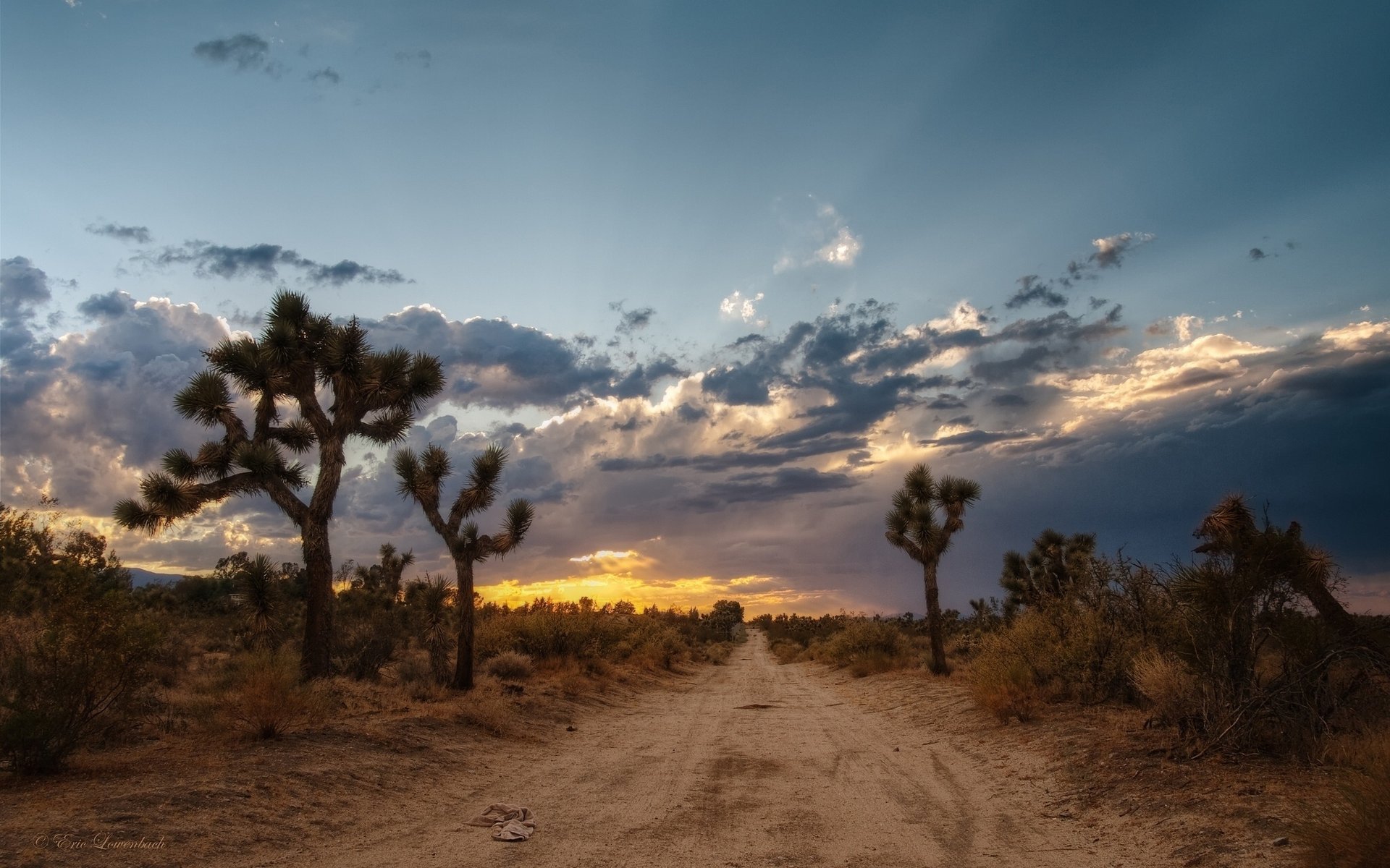 in the horizon desert cactus trail