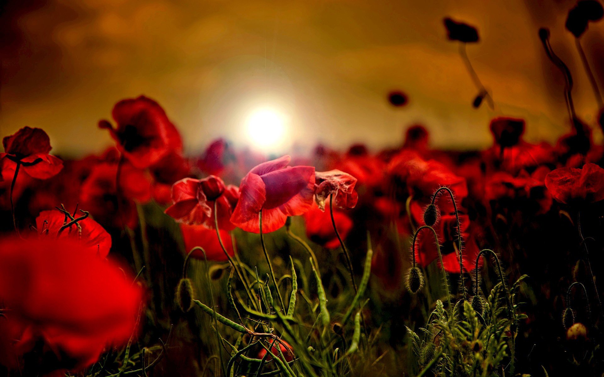 campo rojo amanecer amapolas puesta del sol