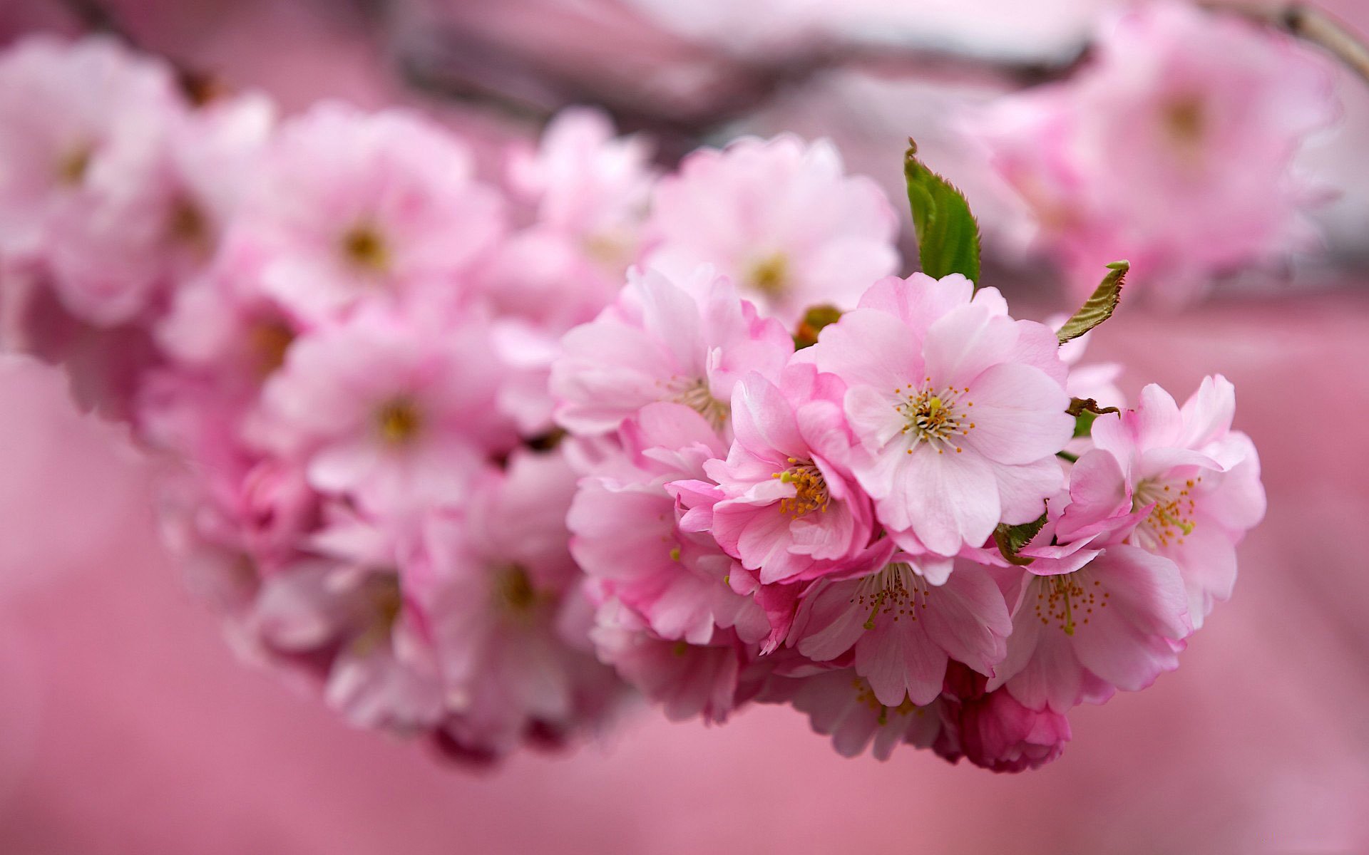 cerise sakura branche fleurs