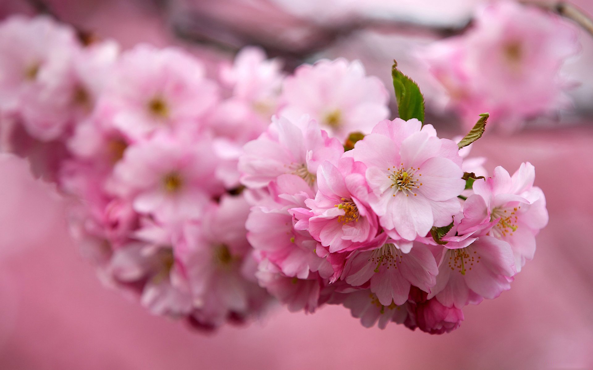 cereza sakura rama flores