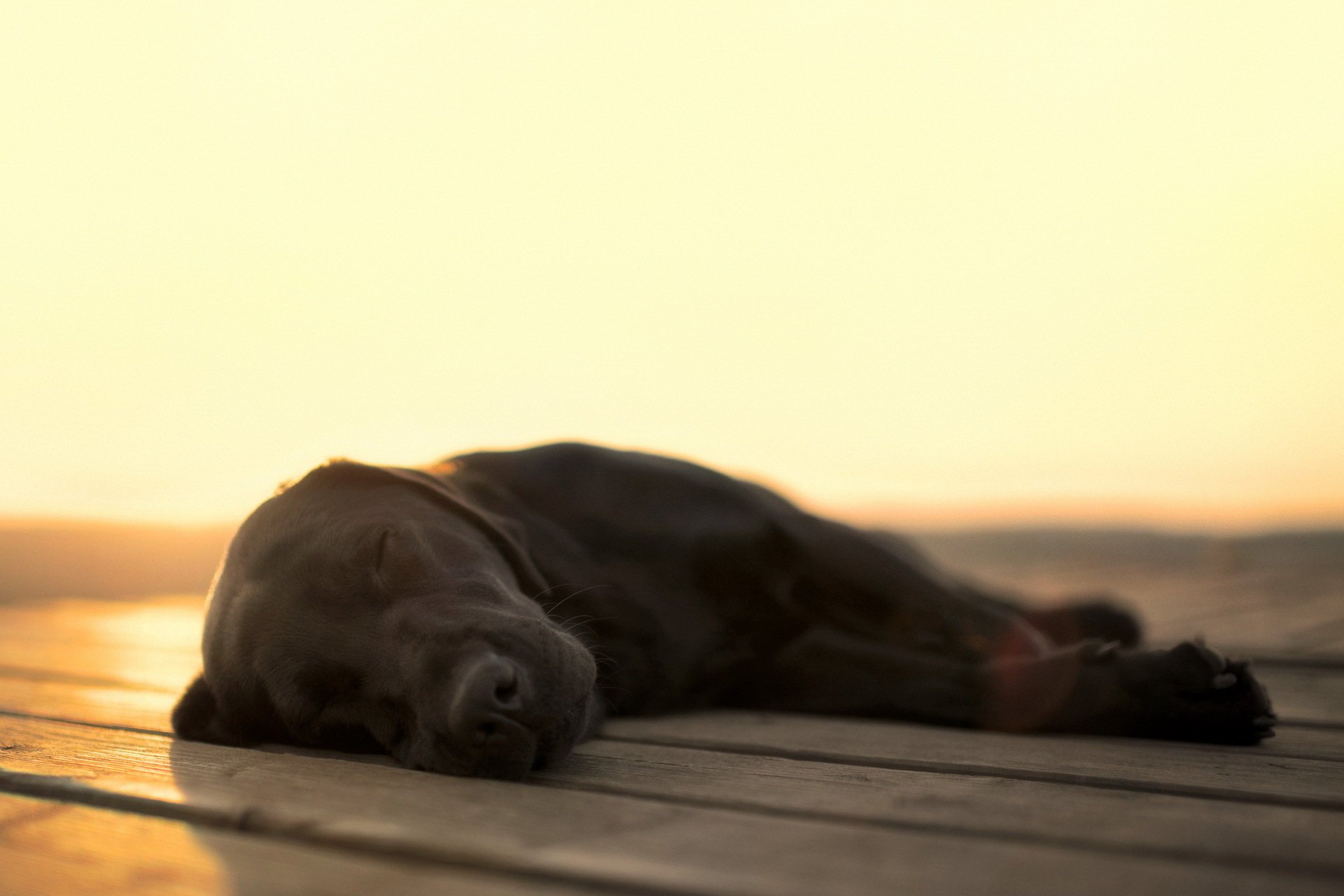 hund freund hintergrund