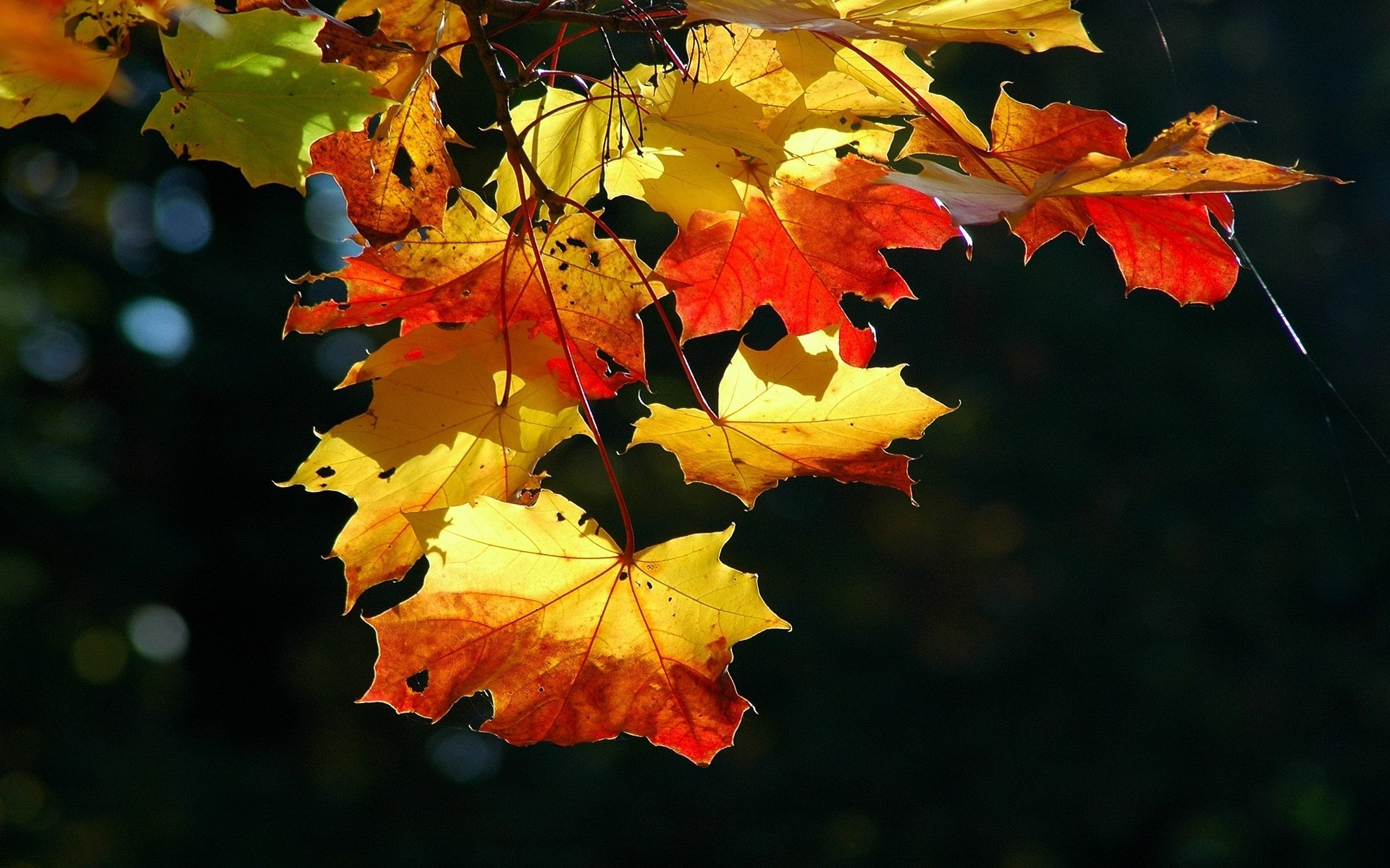 foglia autunno alberi
