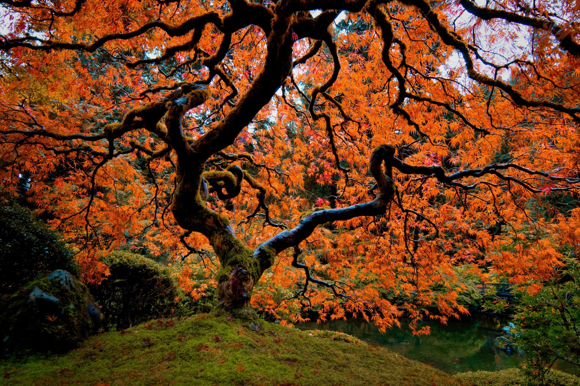 alberi paesaggio giardino giapponese portland