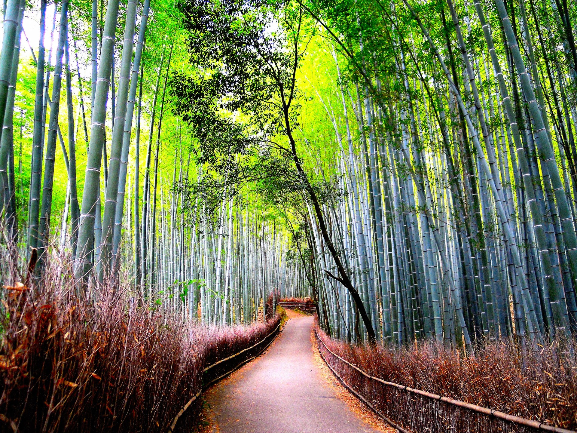 road nature