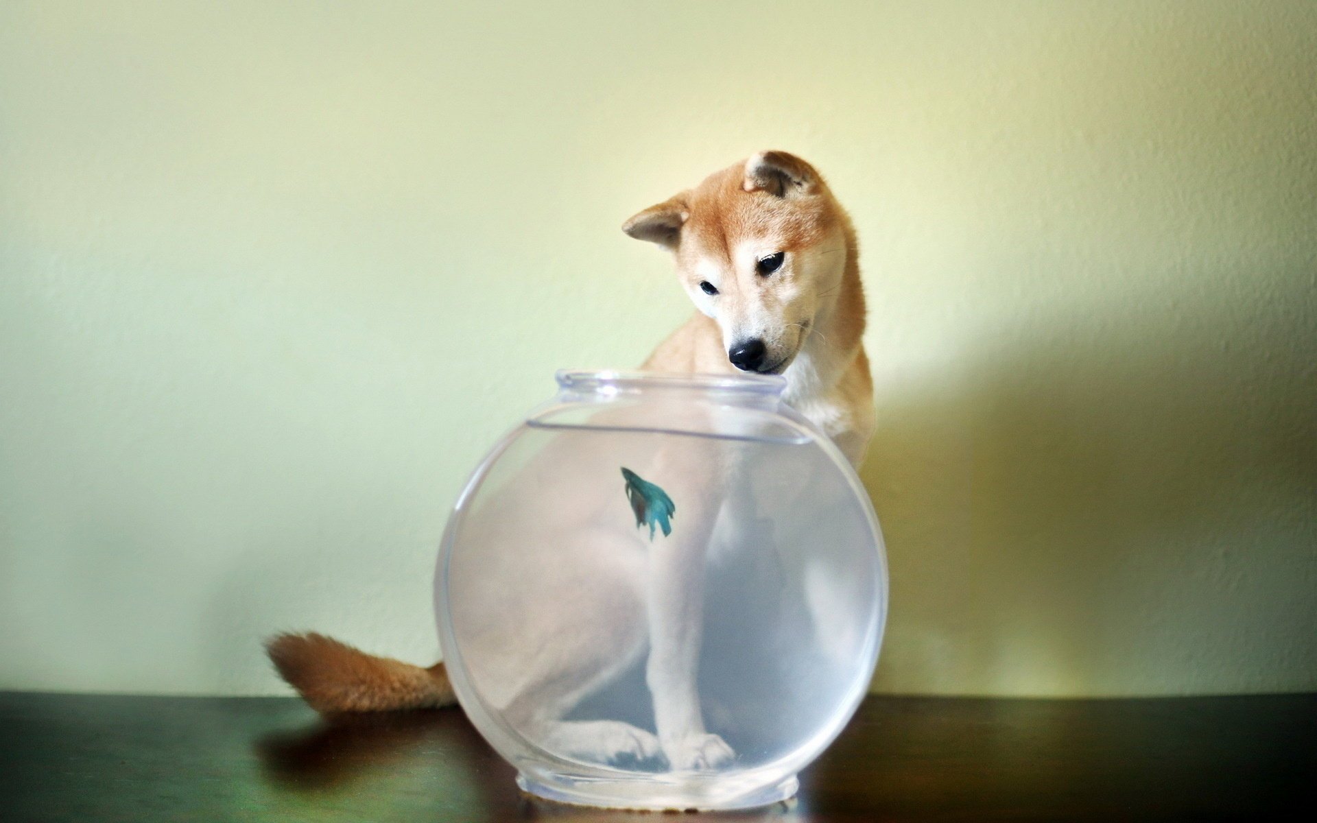 cane pesce acquario