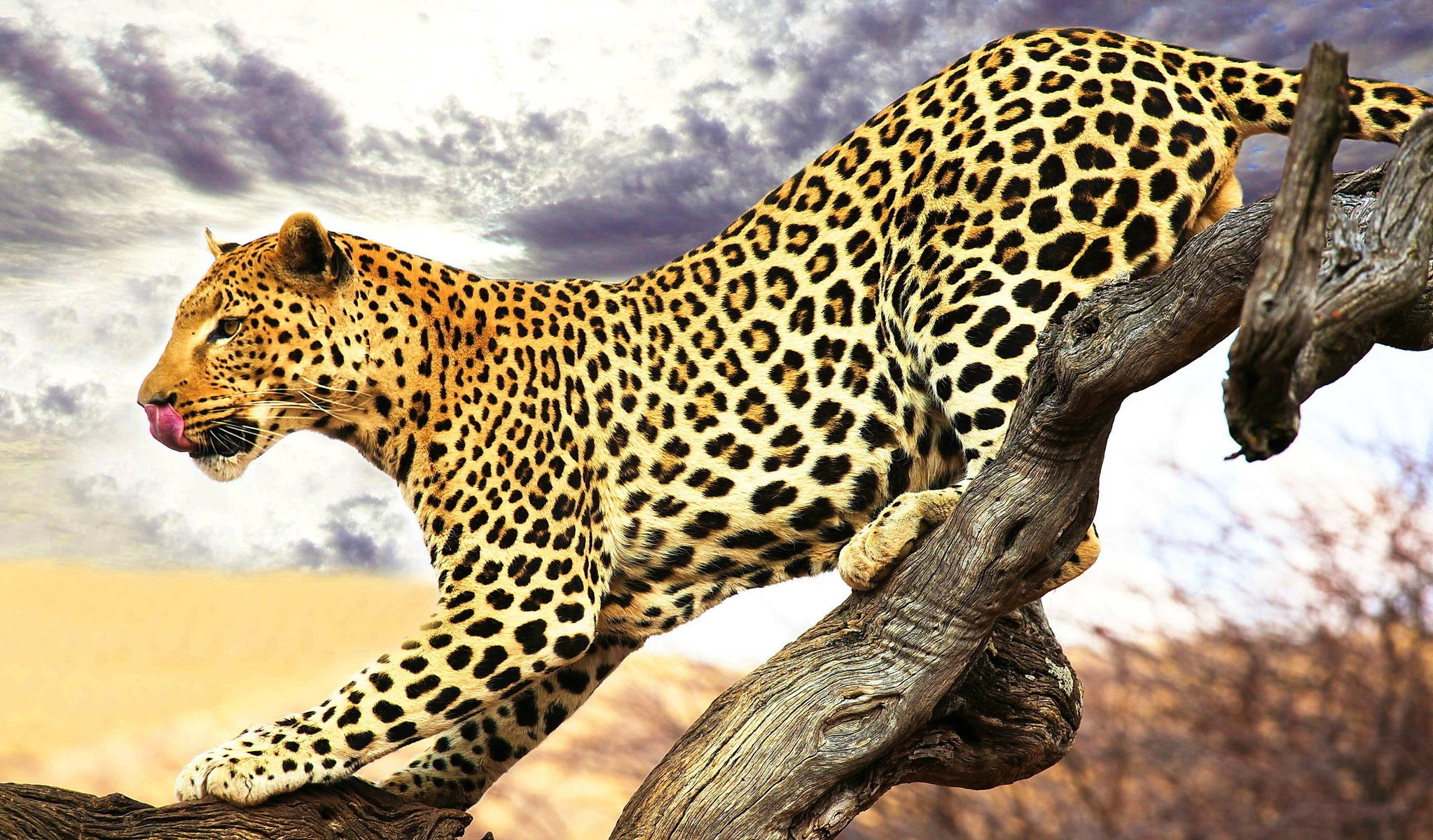 leopard language spotted profile sneak