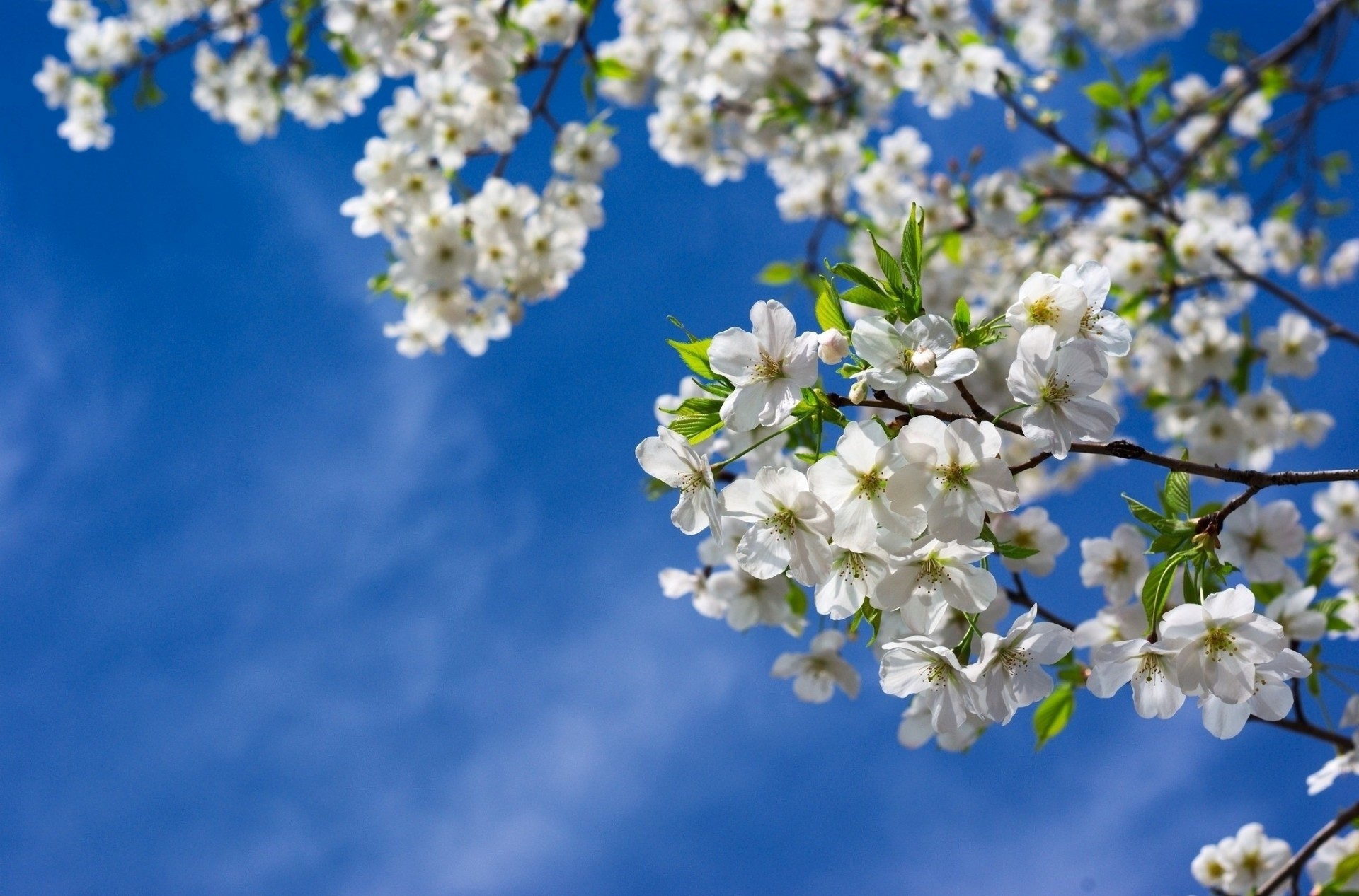 feuille ciel nature arbre fleurs sakura printemps branches cerises
