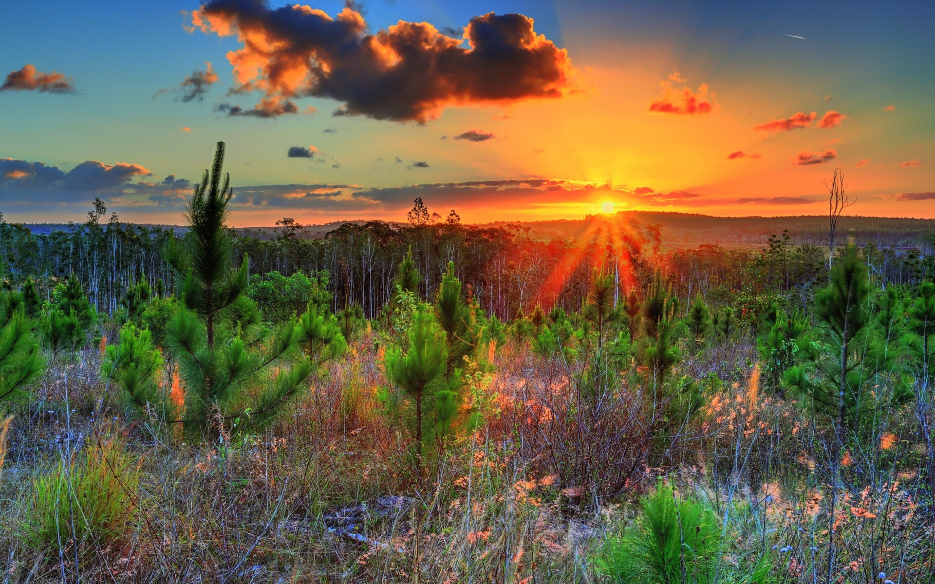 landscape sunset nature tree sky plant