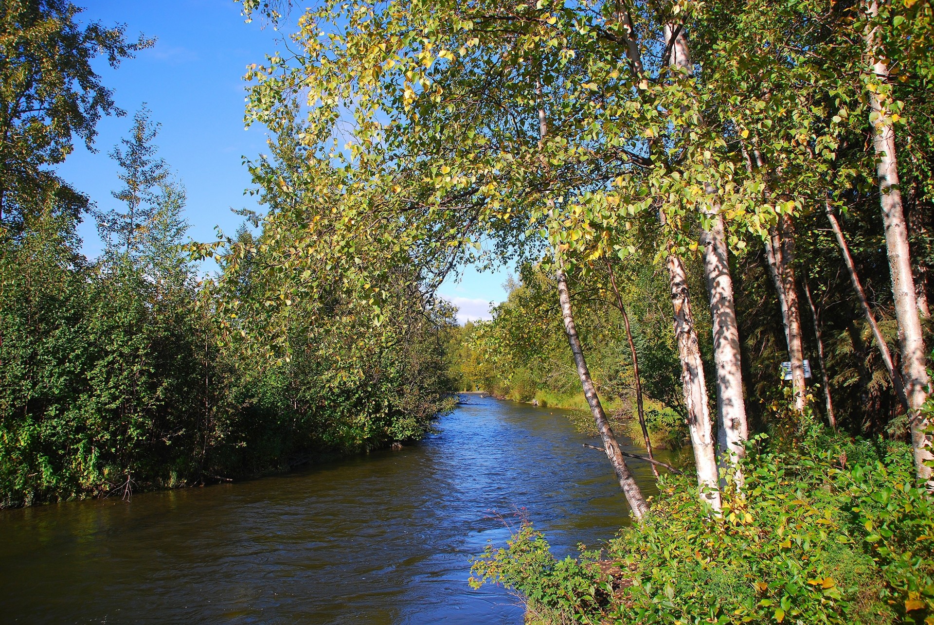 arbres paysage forêt rivière