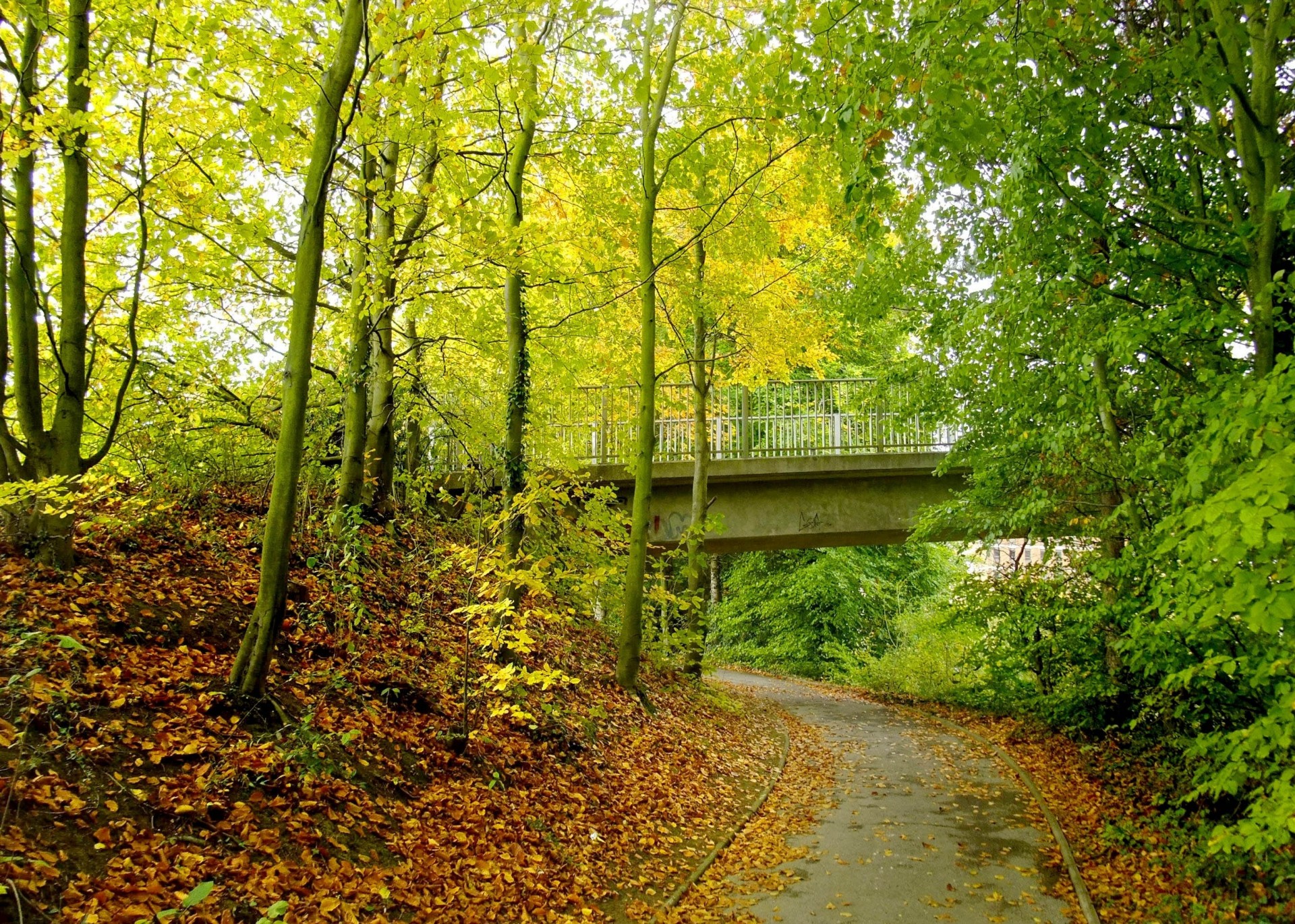 krajobraz most park droga jesień drzewa