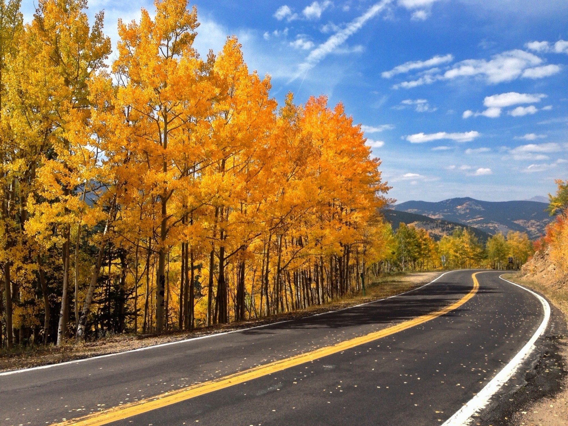 herbst bäume straße natur