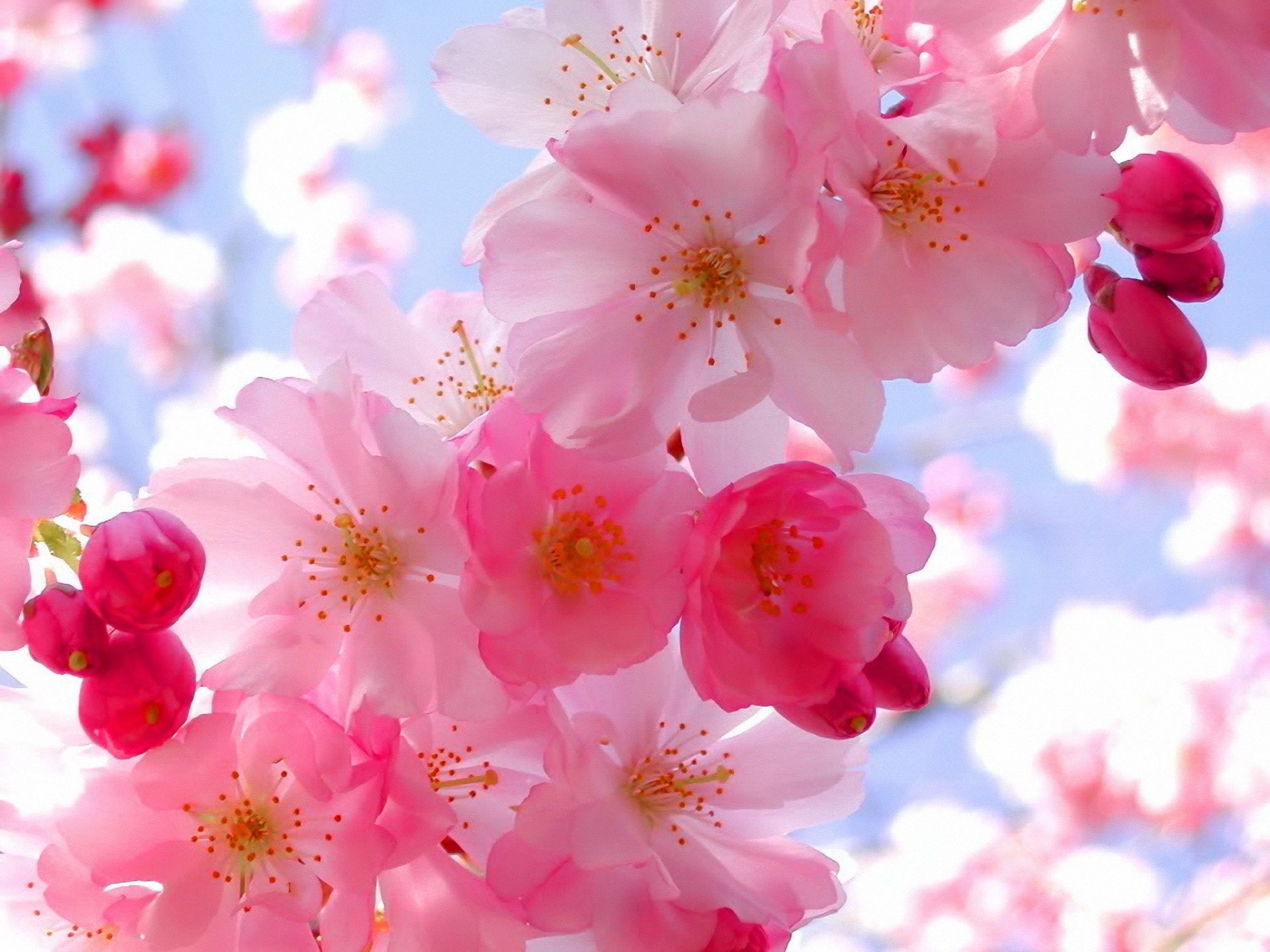 tenerezza colori primavera freschezza