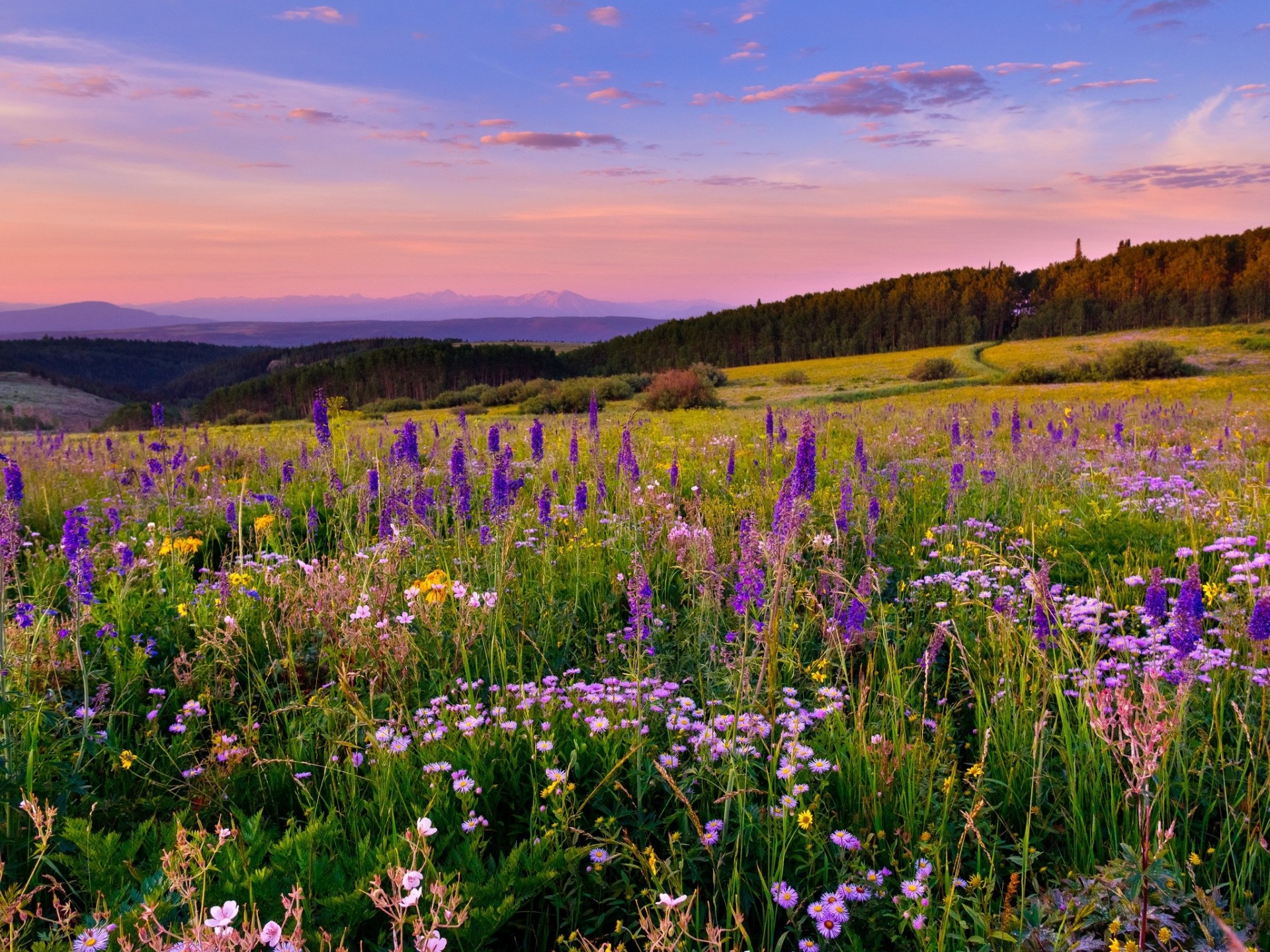 landscape flower colorado meadow