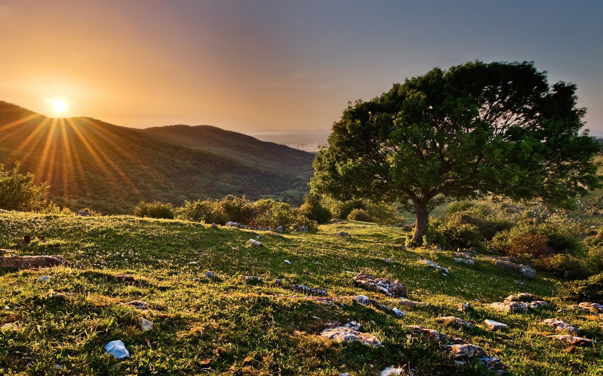 colline primavera raggi sole riserva albero tramonto