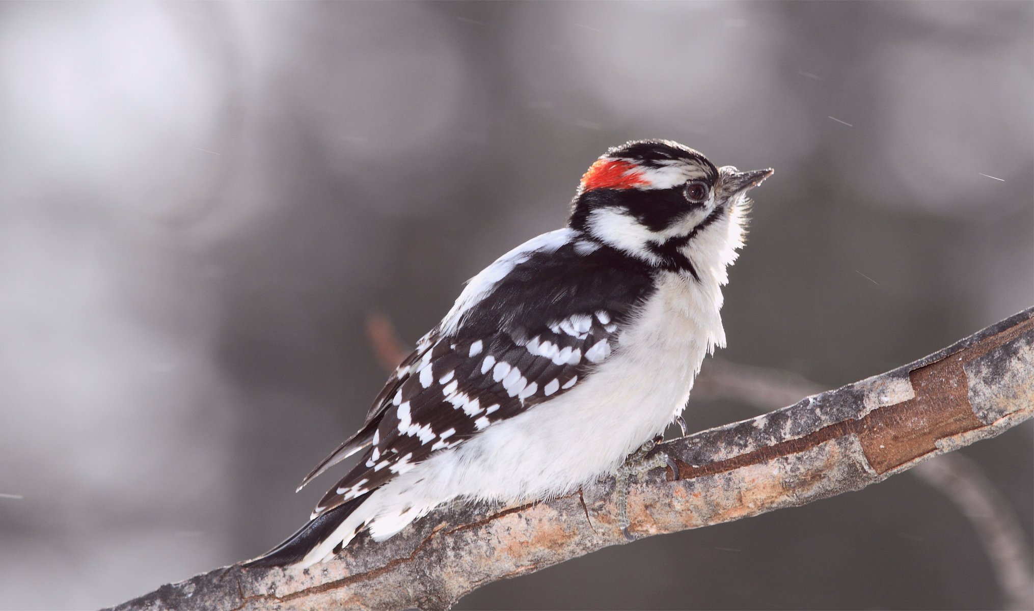 bird woodpecker flauschiger specht unschärfe zweig vogel
