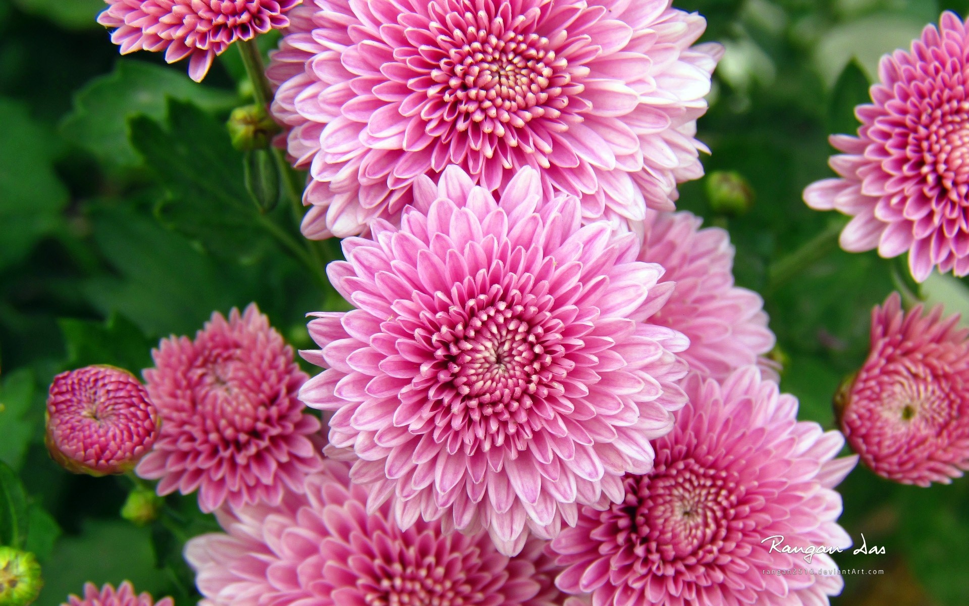 fleurs chrysanthèmes