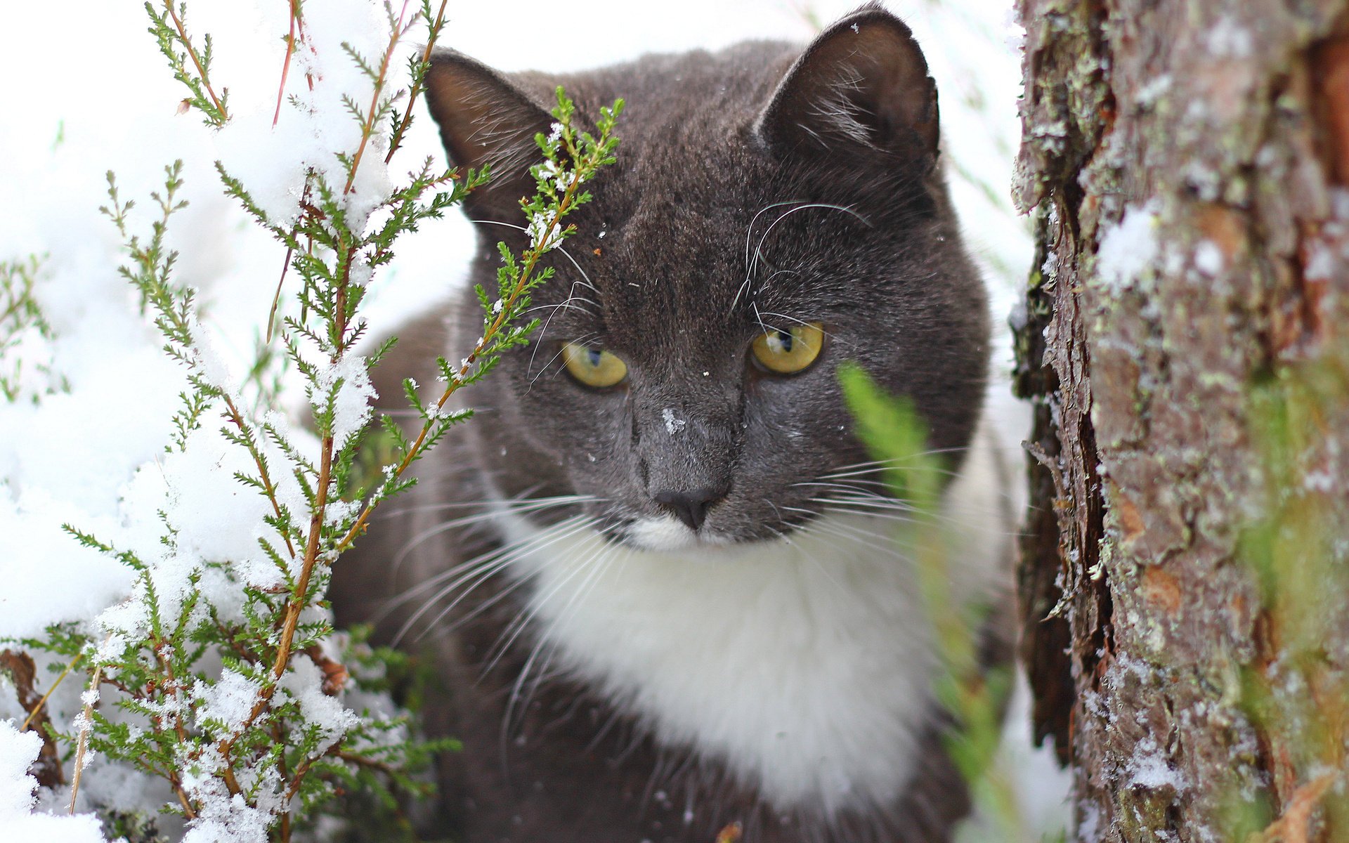 cat snow tree cat trunk thuja