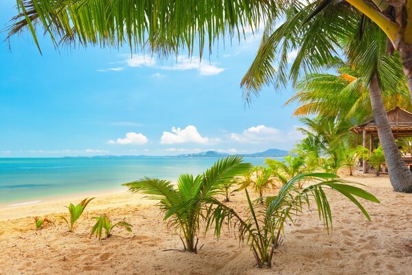 Spiaggia sabbiosa dei tropici in una giornata di sole estivo