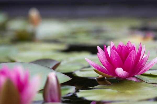 Fleur sur le lac, nénuphar